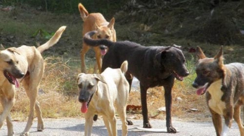 Ψάθα: Σκότωσαν κυριολεκτικά στο ξύλο κουτάβια - Σκληρές εικόνες