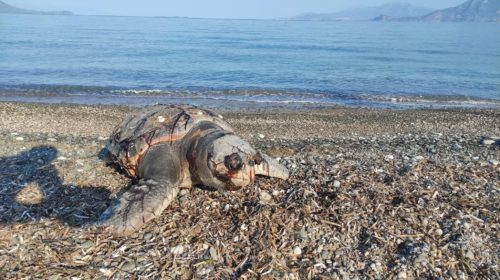 Αλεποχώρι : Θαλάσσια χελώνα ξεβράστηκε νεκρή