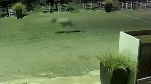Συναγερμός στο Αλεποχώρι για εμφανίσεις λύκου – Έκκληση για προστασία ζώων και ψυχραιμία