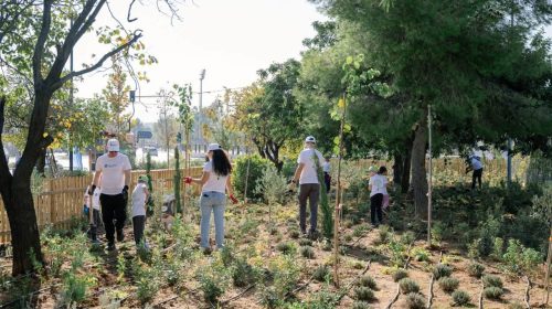 Μάνδρα: Αναβαθμίστηκε το πάρκο στις Εργατικές Κατοικίες – 4.500 νέες φυτεύσεις και σύγχρονοι χώροι α...