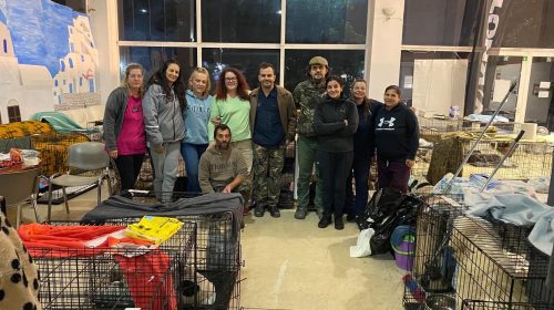 Μέγαρα: 142 στειρώσεις αδέσποτων σκύλων σε τρεις ημέρες – Ξεπεράστηκε ο στόχος του Δήμου